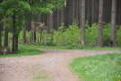 Jägerstand an Forststraße vor Wildschutzzaun im Fichtenmischwald
