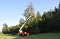 Hubsteiger am Waldrand bei der Ernte von Früchten der Elsbeere