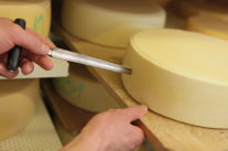 Käseprobe an einem Laib Käse ziehen
