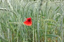 Praxiswoche Ökolandbau -Infoveranstaltung für umstellungswillige Landwirte