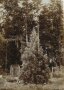 Heute ca. 130 Jahre alter Mammutbaum