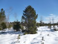 Kiefernart Spirke in winterlicher Moorlandschaft