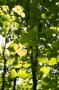 Lindenblätter im Licht