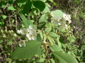 Blüte der Traubenkirsche