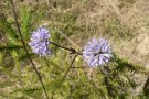 Blaue, flockige Blüten des Teufelsabbiss