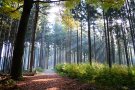 Junge Buchen unter Nadelholzaltbestand