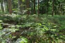 Tannennaturverjüngung mit frischen Jahrestrieben 