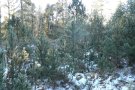 Lichter, schneebedeckter Spirkenwald mit wenigen Birken