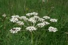 Dolde mit weißen Blüten