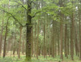Blick auf eine mit Pilzen bewachsene Buche im Wald