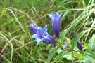 Blaue Blütenkelche des Schwalbenwurzenzians