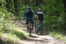 Mountainbiker auf Waldweg