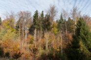 Mischwald aus Fichten und Buchen in Herbststimmung