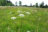 Ausgedehnte Wiese aus Gräsern und weißen Doldenblütlern