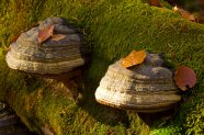 Zwei große Zunderschwamm-Pilze wachsen an einem Buchenstamm