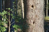 Baumstamm im Wald mit höhlen, welche als Mikrohabitat gelten