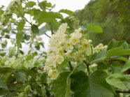 Zweig der Elsbeere mit weißen Blüten