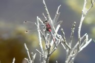 Libellenart Kleine Moosjumgfer an kahlen Zweigen