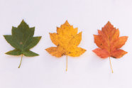Grünes, gelbes und rotes Blatt der Elsbeere
