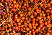 Reife, geerntete Früchte der der Elsbeere ffgb