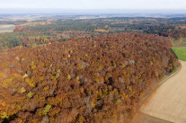 Naturwaldreservat Schönwald