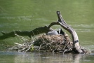 Blässhuhn im Nest 