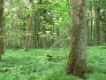 Unterer Stammteil einer Eiche, vor blühendem Holunder im Laubwald stehend