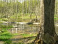 Von Bäumen umstandene Wasserfläche mit darinliegendem Baumstamm.