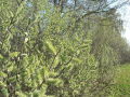 Naturnaher Waldrand mit Grauweiden im Frühjahr mit den typischen "Kätzchen"