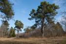 Offfenland mit alten solitären Waldkiefern