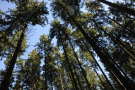 Fichtenwald von unten in die Baumkronen fotografiert.