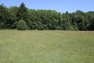 Wiese mit Pfeifengras