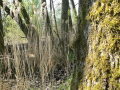 Moosbewachsener Baumstamm vor Schilf und weiteren Bäumen im Hintergrund.
