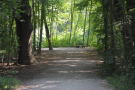 Ruhebank an breitem Weg in einem Laubwald