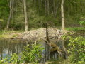 Aus Ästen bestehender, aus Wasserfläche ragender Teil einer Biberburg