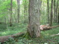 Untere Stammhälfte eines im Laubwald stehenden Bergahorns. Im Hintergrund am Boden liegende Stämme.