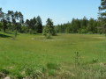 Naturnahe, artenreiche Wiese bei Abtsried, im Hintegrund in Wald übergehend.