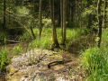 Schmaler Wasserlauf im sumpfigen Gelände