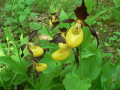 Mehrere, gelb blühende Pflanzen des Frauenschuhs