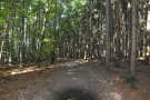 Links eines Waldweges Laubwald, rechts Nadelwald.