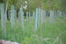 Plastikröhren zum Schutz junger Forstpflanzen auf Freifläche im Wald