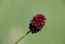 Wiesenknopfblüte