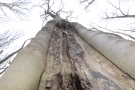 Aufgerissener Buchenzwiesel. Mit den erkennbaren Wülsten versucht sich der Baum zu stabilisieren.