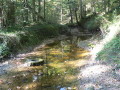 Längliches, stehendes, flaches, teils besonntes Gewässer im Wald.