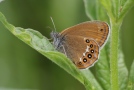 Waldwiesenvögelchen