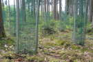 An Pflöcken befestigte Gitter zum Schutz von jungen Forstpflanzen