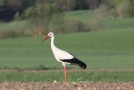 Weißstorch am Ammerseeufer