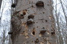 Buche mit Zunderschwämmen, Spechteinschlägen und Bohrlöchern holzbewohnender Käfer