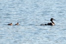 schwimmender Haubentaucher 