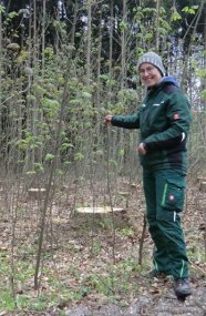 Die Fichten mussten wegen Borkenkäferbefalls weichen, der natürlich angesamte Bergahorn ist schon am Start: Annette Haniel freut sich, wenn Waldumbau wie von selbst funktioniert.